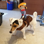 Cowboy Dog Costumes for Halloween, Funny Pet Rider Outfit for Small & Large Dogs