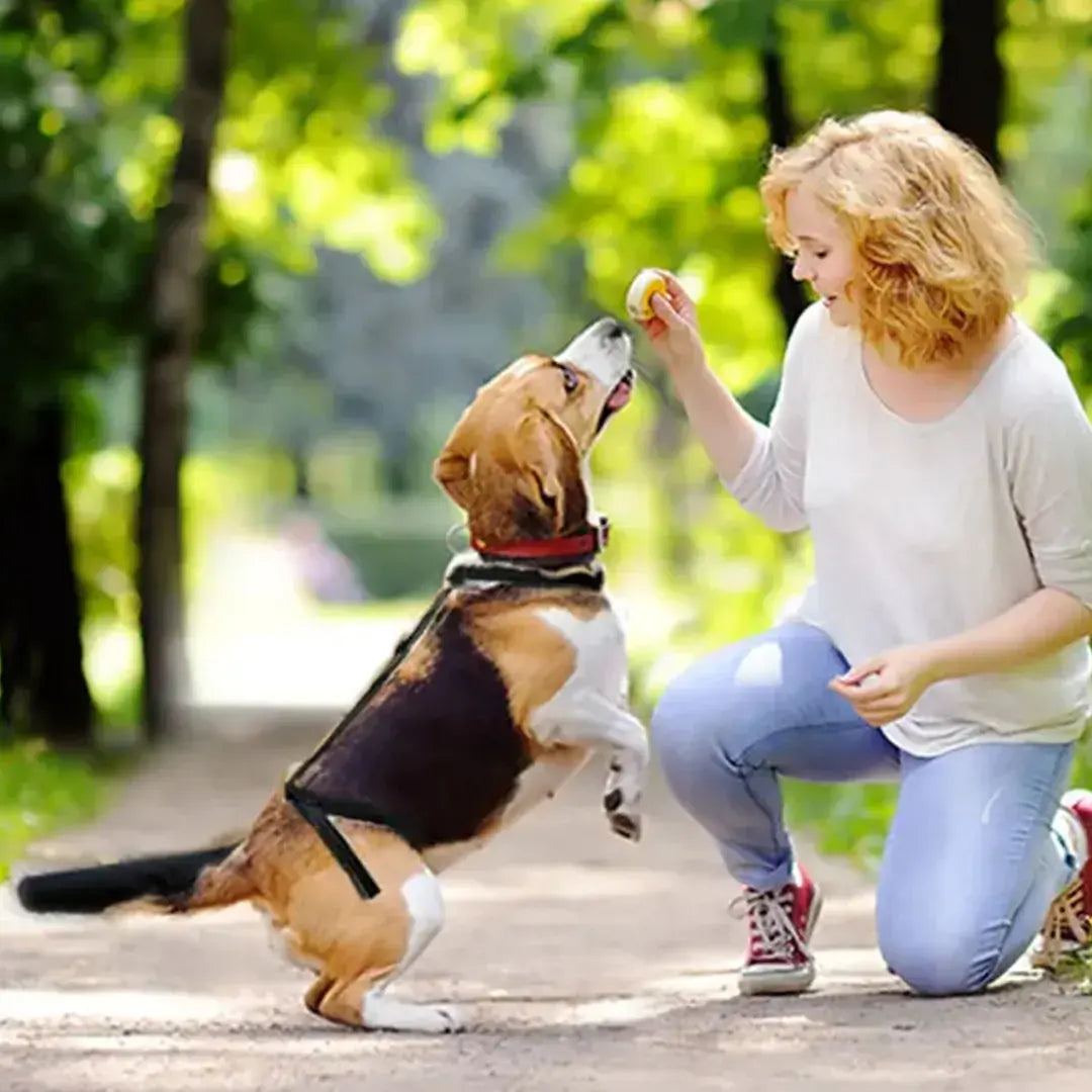 Dog Tail Protector for Medium & Large Dogs, Breathable Adjustable Tail Guard Sleeve