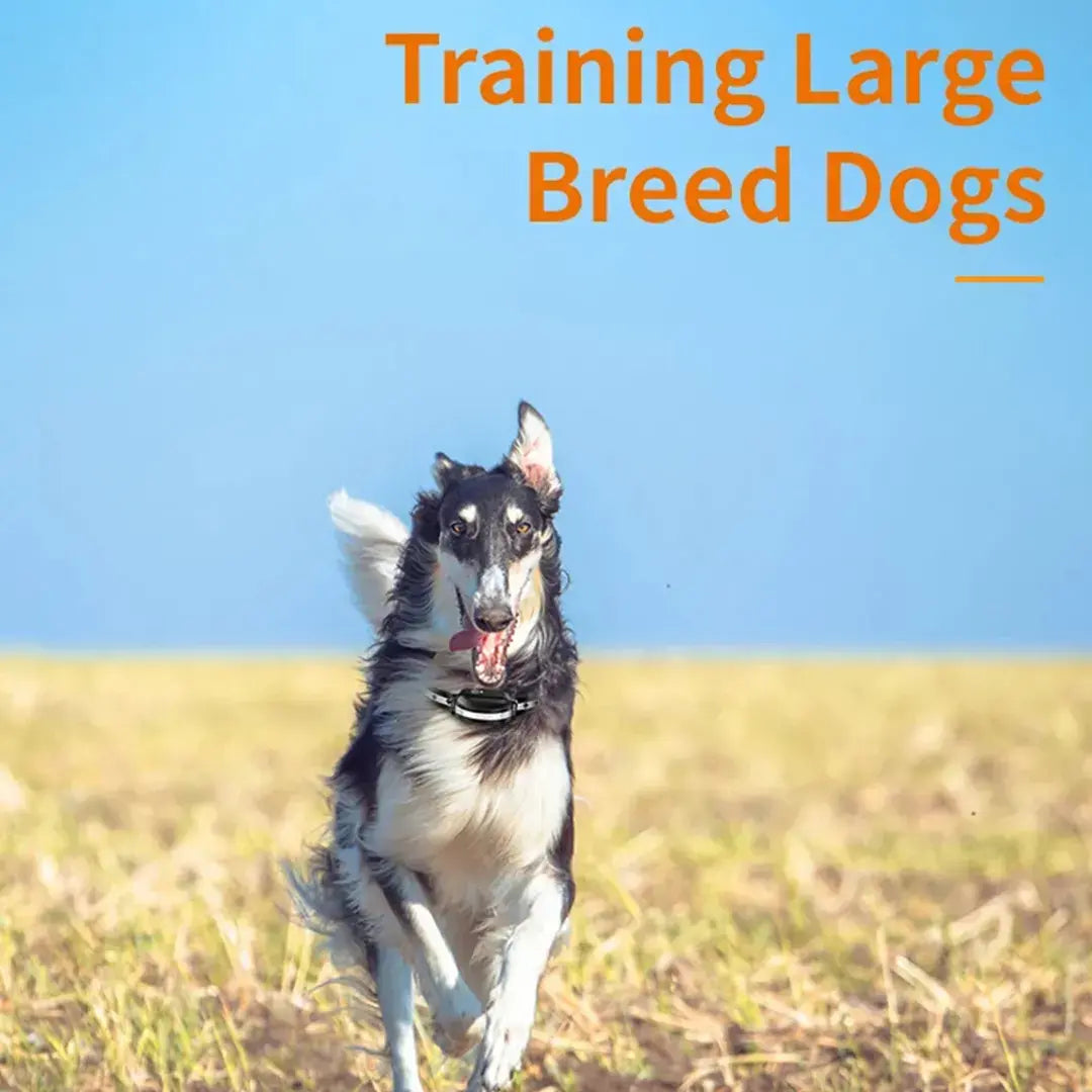 Dog Training Near Me Remote Dog Training Collar, 1000m Waterproof Rechargeable Training System