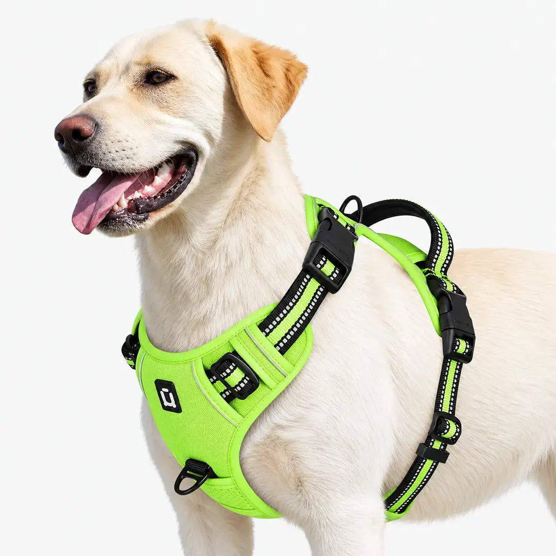 Everyday Walking No Pull Dog Harness with Dual Leash Clips & Padded Control Handle