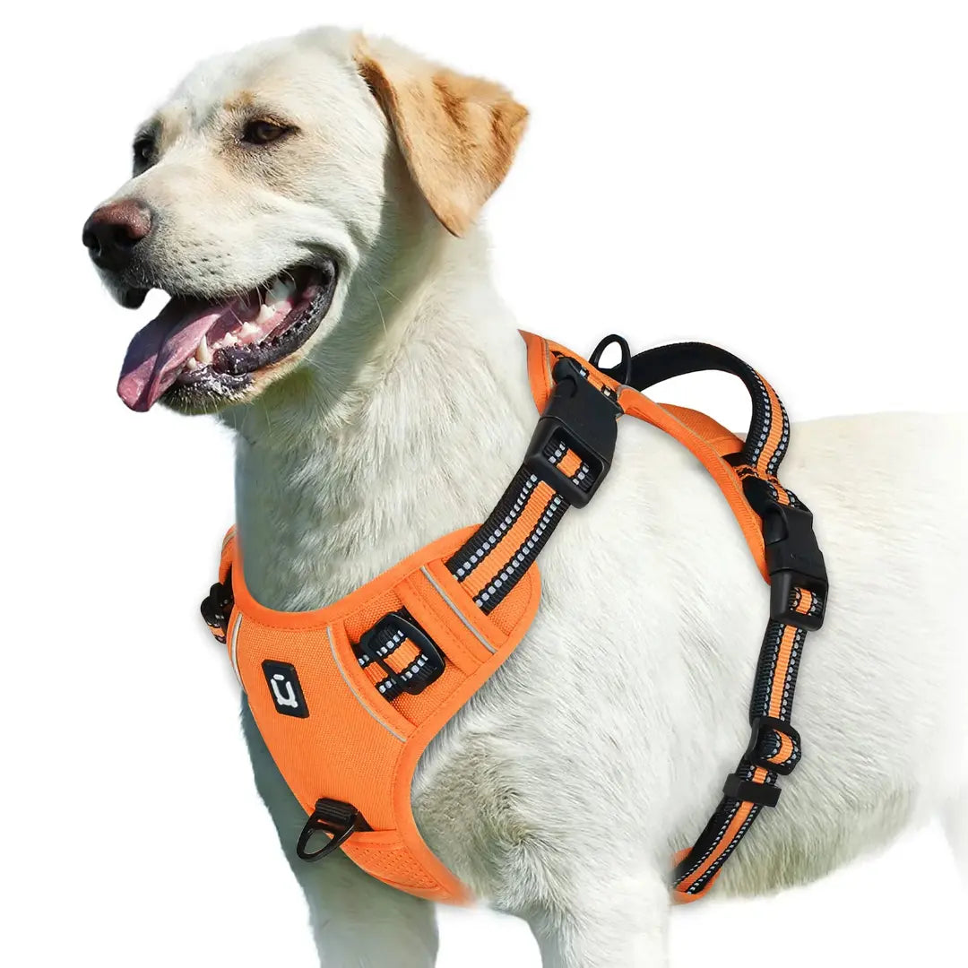 Everyday Walking No Pull Dog Harness with Dual Leash Clips & Padded Control Handle