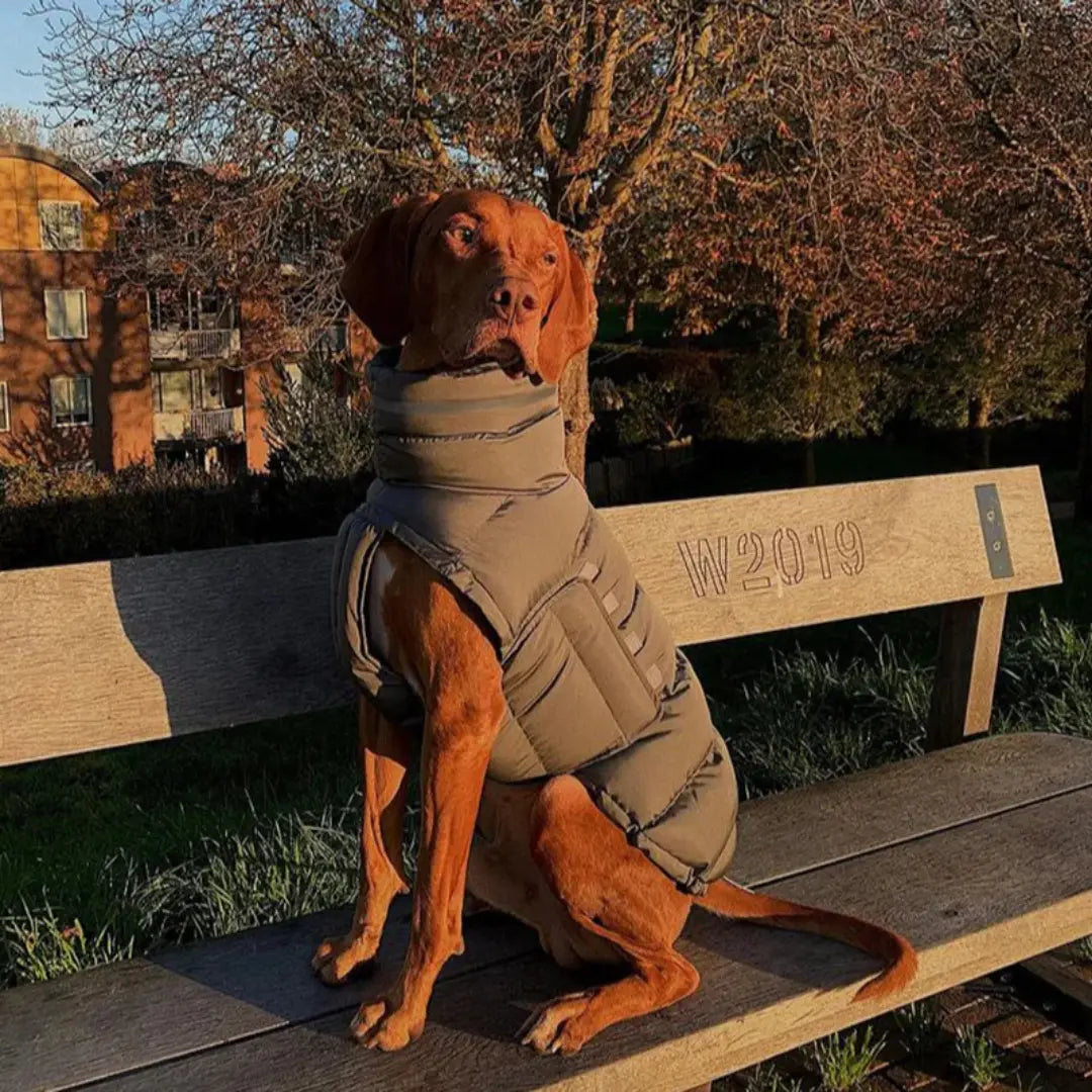 High-Collar Dog Coats for Winter - Reflective Padded Jacket for Medium & Large Dogs