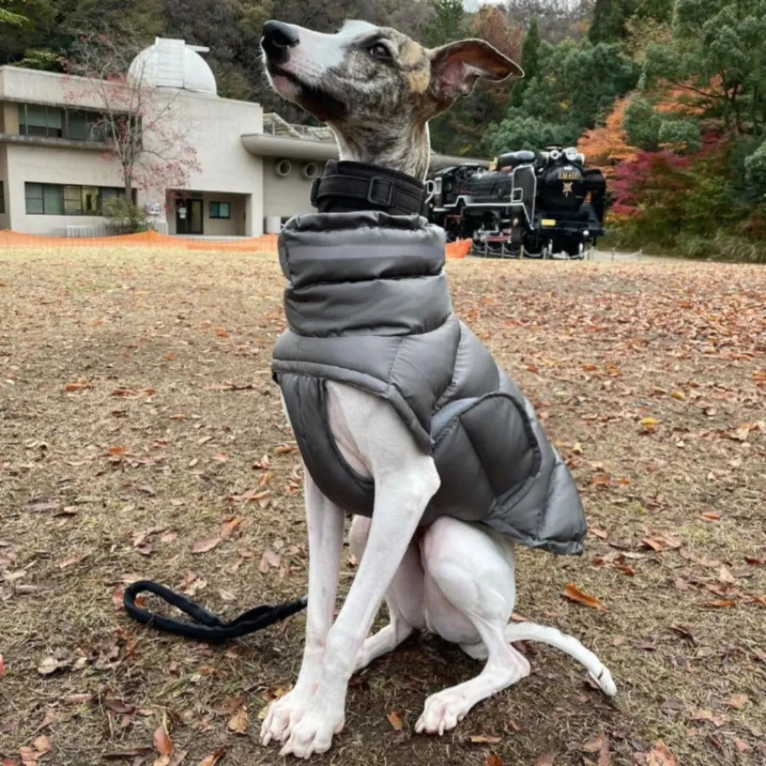 High-Collar Dog Coats for Winter - Reflective Padded Jacket for Medium & Large Dogs