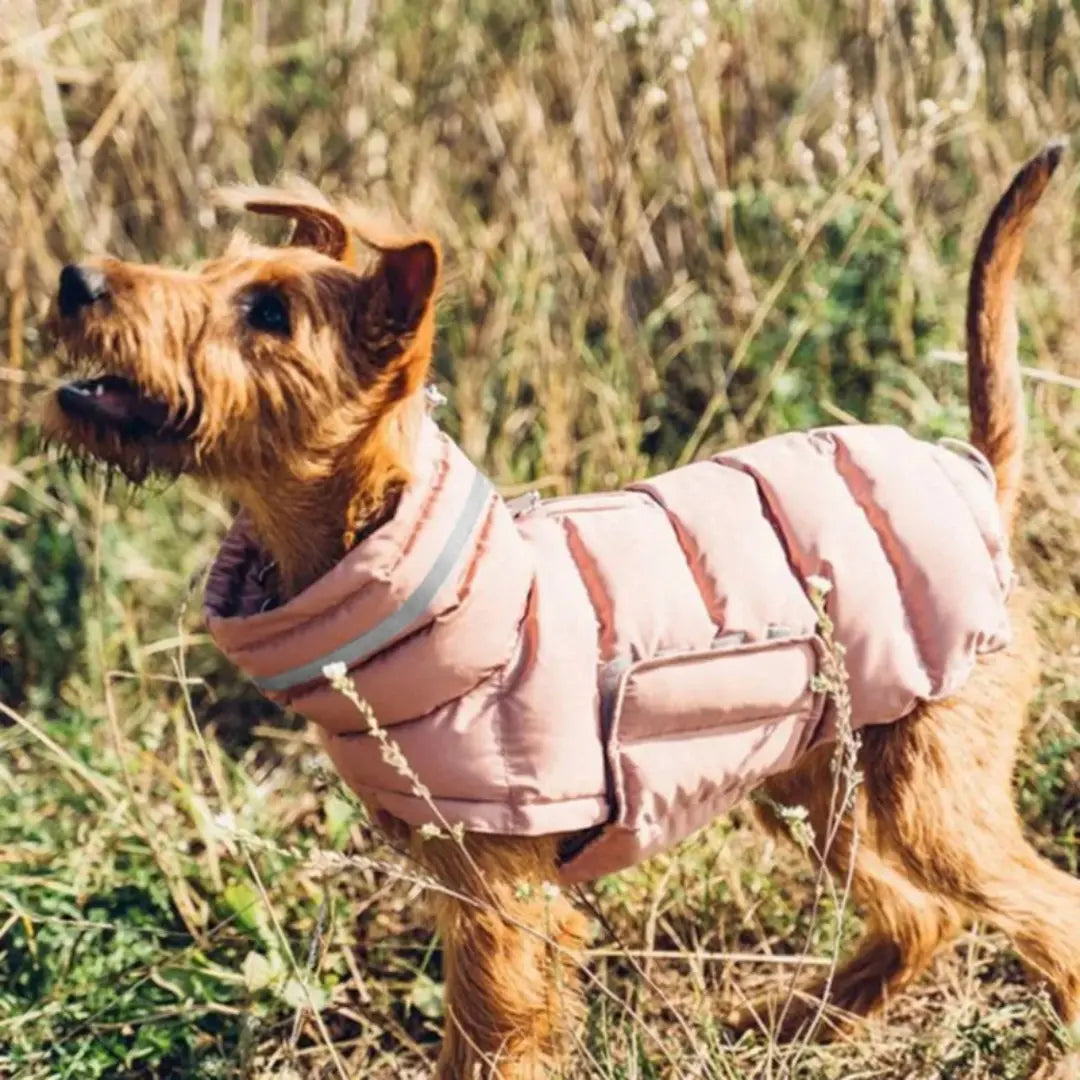 High-Collar Dog Coats for Winter - Reflective Padded Jacket for Medium & Large Dogs