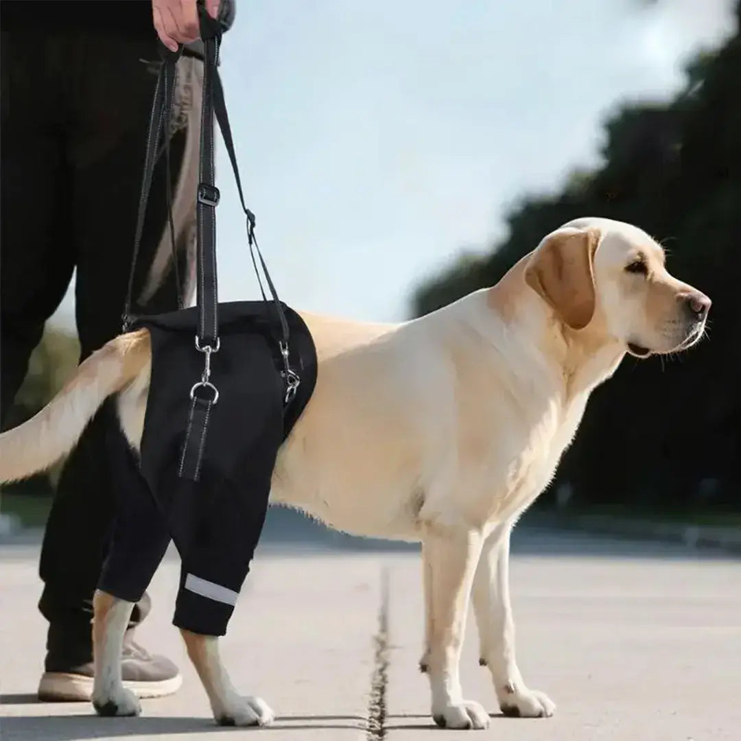 Rear Dog Support Harness for Senior Dogs, Adjustable Mobility Lift Aid for Stairs & Car Entry