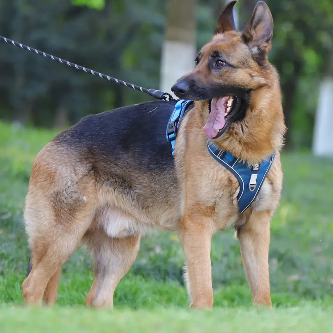 Reflective Padded Dog Harness with Adjustable Fit, Quick Release
