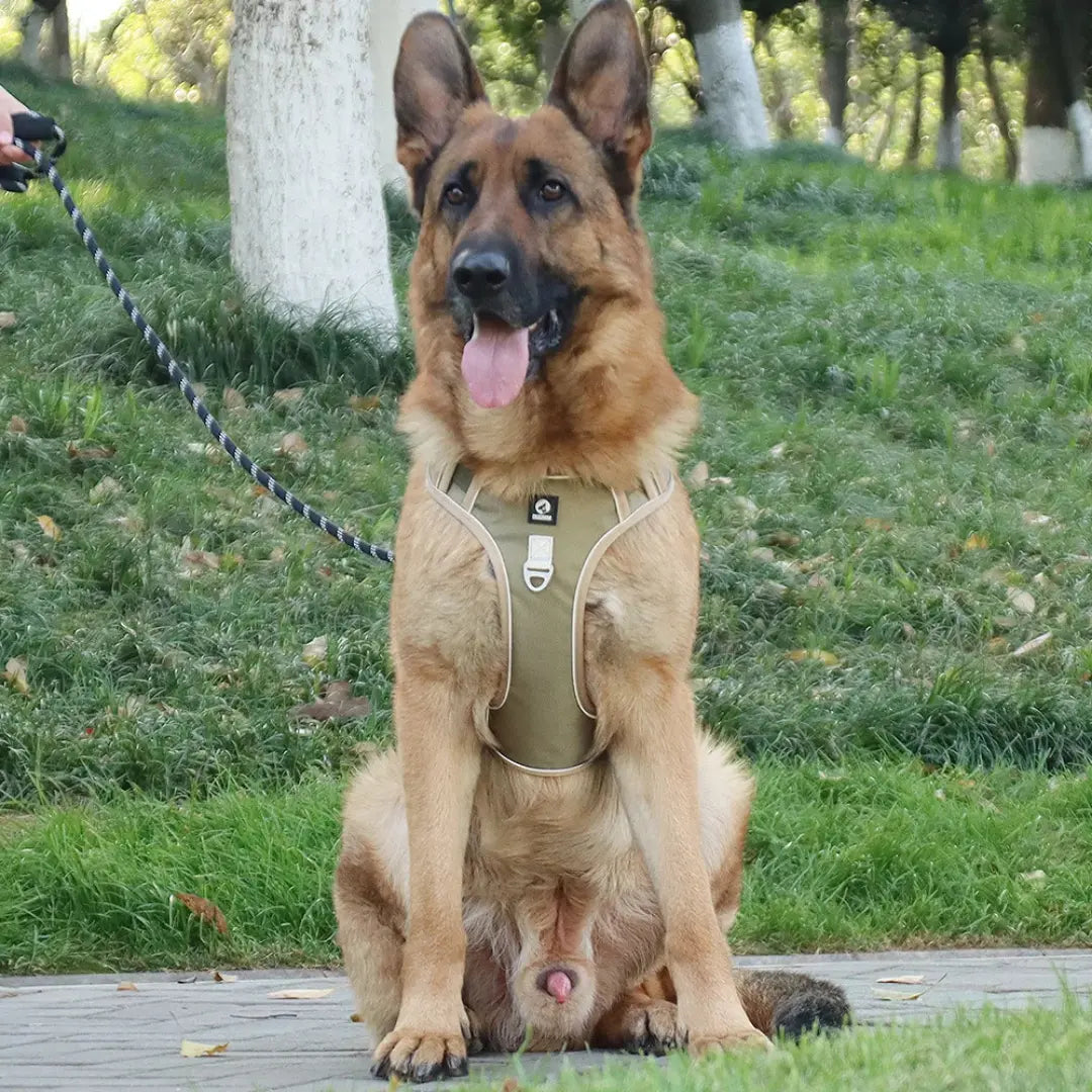 Reflective Padded Dog Harness with Adjustable Fit, Quick Release