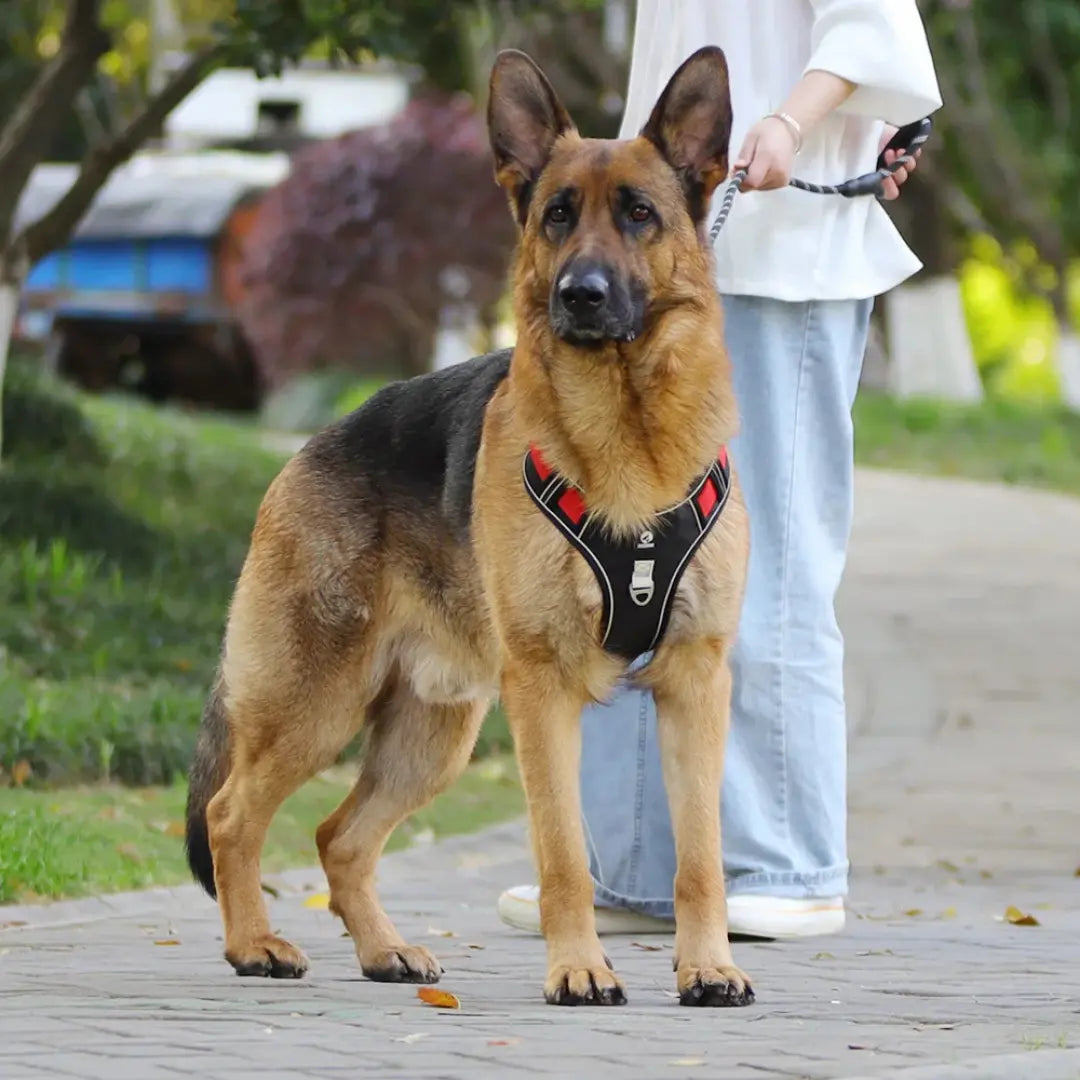Reflective Padded Dog Harness with Adjustable Fit, Quick Release